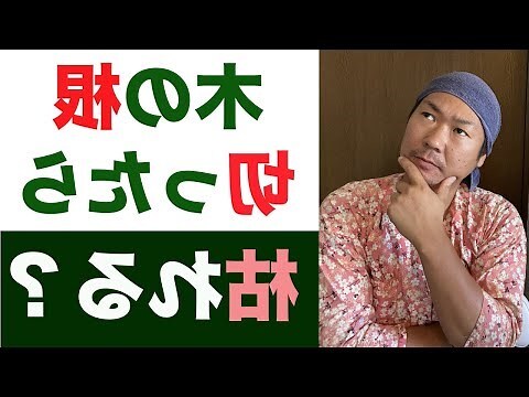 樹木 根